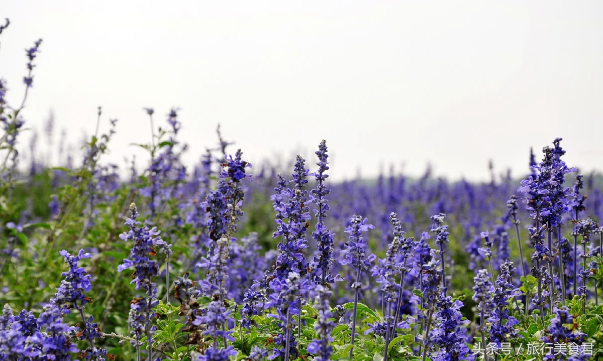 西安附近薰衣草庄园有哪些,西安周边薰衣草景区有哪些