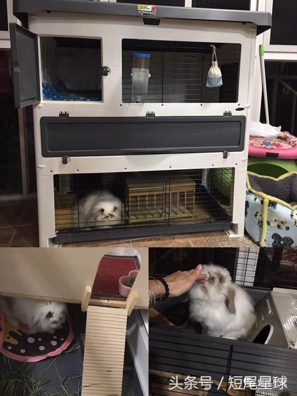 兔兔需要买多大的兔笼,兔兔的专用兔笼