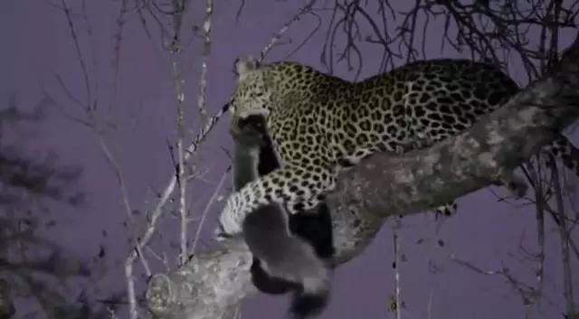 平头哥蜜獾最怕什么,平头哥蜜獾最怕什么动物