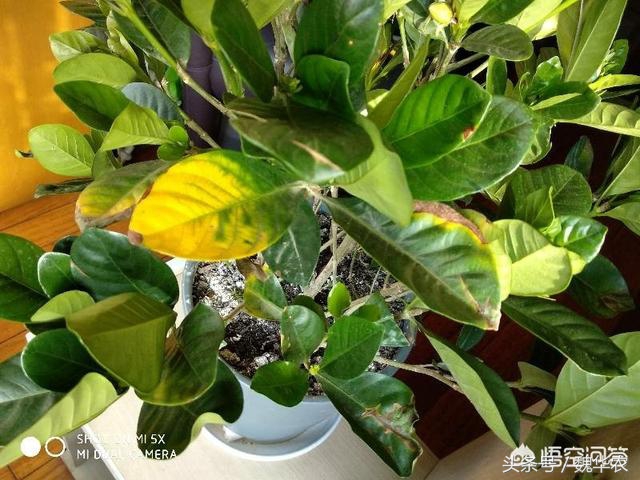 栀子花黄叶怎么养新手必看科普,栀子花黄叶干枯落叶怎么养护