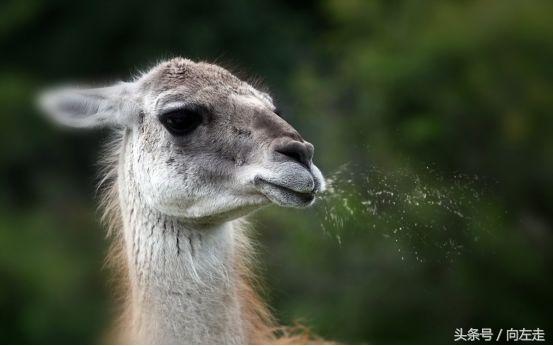 中国神兽羊驼,羊驼为什么能成为中国神兽