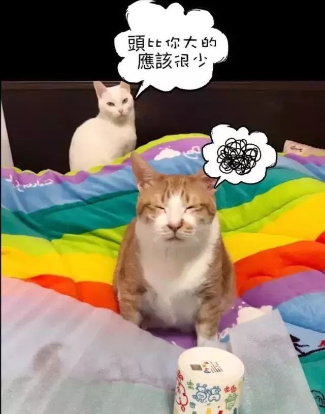 胖猫特别爱美，敷面膜的时候就像是一个小贵妇