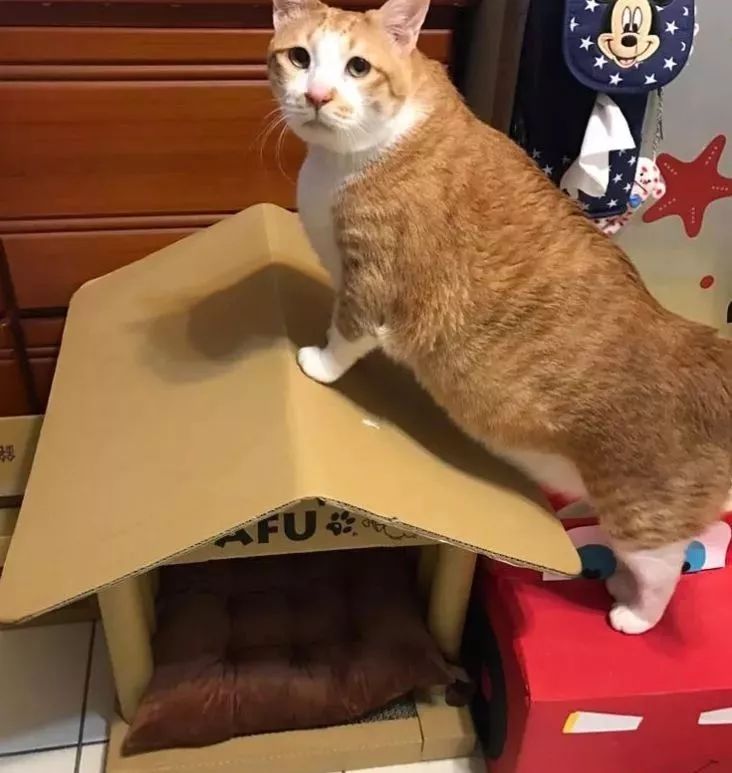 胖猫特别爱美，敷面膜的时候就像是一个小贵妇