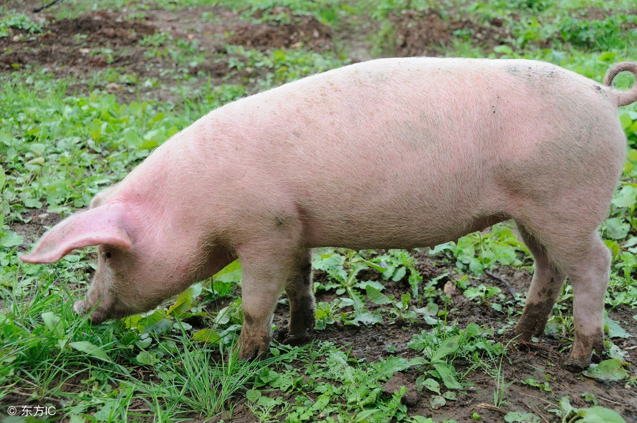 二元猪好养还是三元好养,三元生猪养殖技术