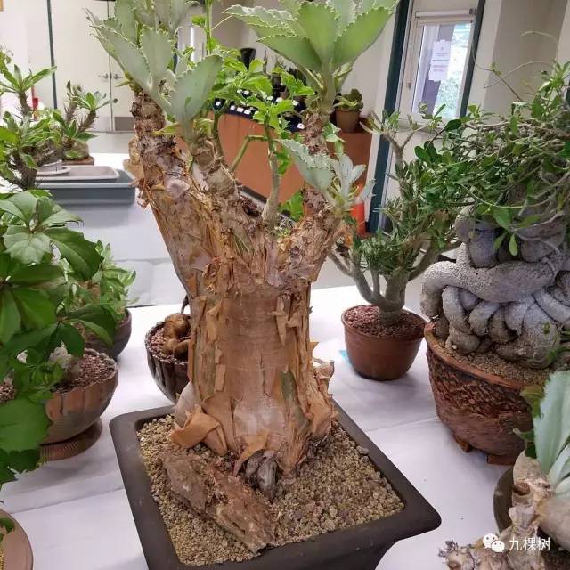 多肉万象最贵的品种,全世界最贵的多肉植物都有哪些