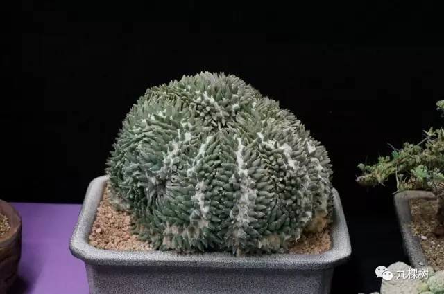 多肉万象最贵的品种,全世界最贵的多肉植物都有哪些