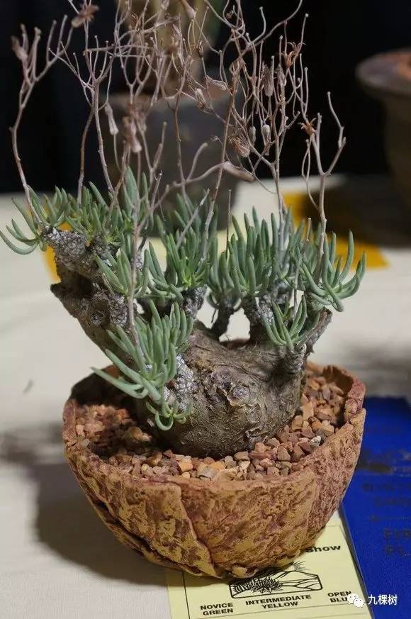 多肉万象最贵的品种,全世界最贵的多肉植物都有哪些