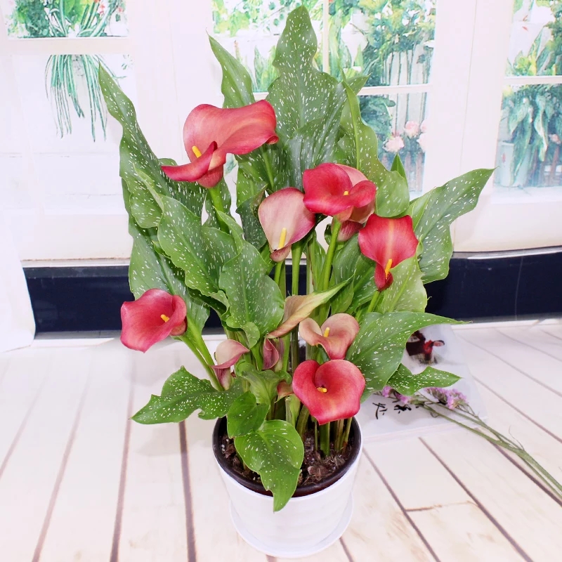 马蹄莲花盆景欣赏,马蹄莲造型图片大全