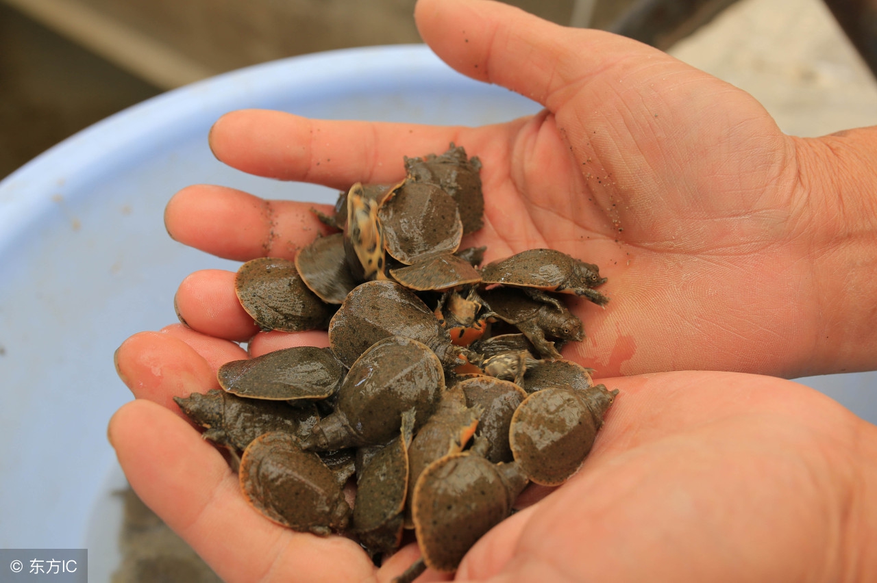 野生甲鱼养殖技术和注意事项,仿野生甲鱼养殖技术大全