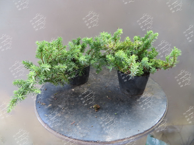 高山红皮刺柏盆景图片大全欣赏,刺柏盆景高压繁殖几月份操作较好