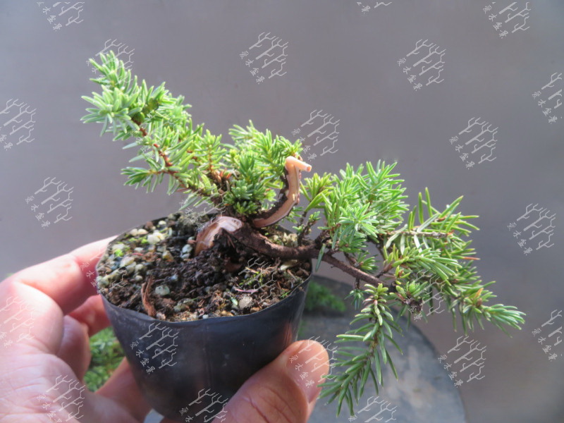 高山红皮刺柏盆景图片大全欣赏,刺柏盆景高压繁殖几月份操作较好