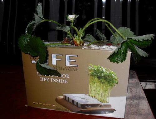 日本创业致富点子,农民致富10个方法