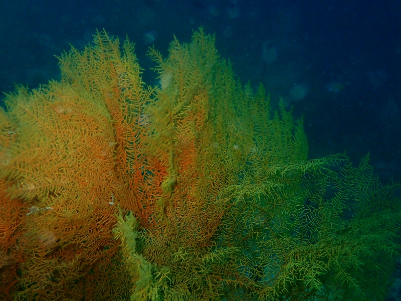 菲律宾科隆群岛游,菲律宾巴拉望科隆群岛自由行
