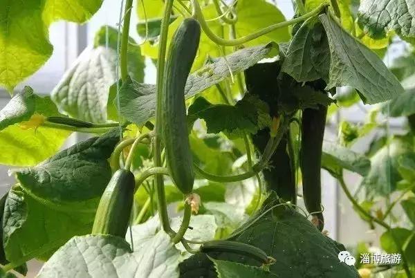 山东淄博特产便于携带送礼,淄博带回家的礼物