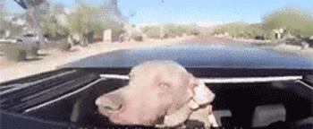 带着狗狗出去玩回来后一直大喘气,带狗狗野游狗狗感觉到危险