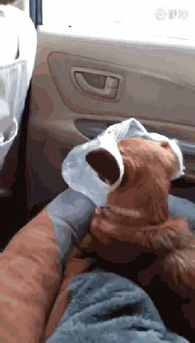 带着狗狗出去玩回来后一直大喘气,带狗狗野游狗狗感觉到危险