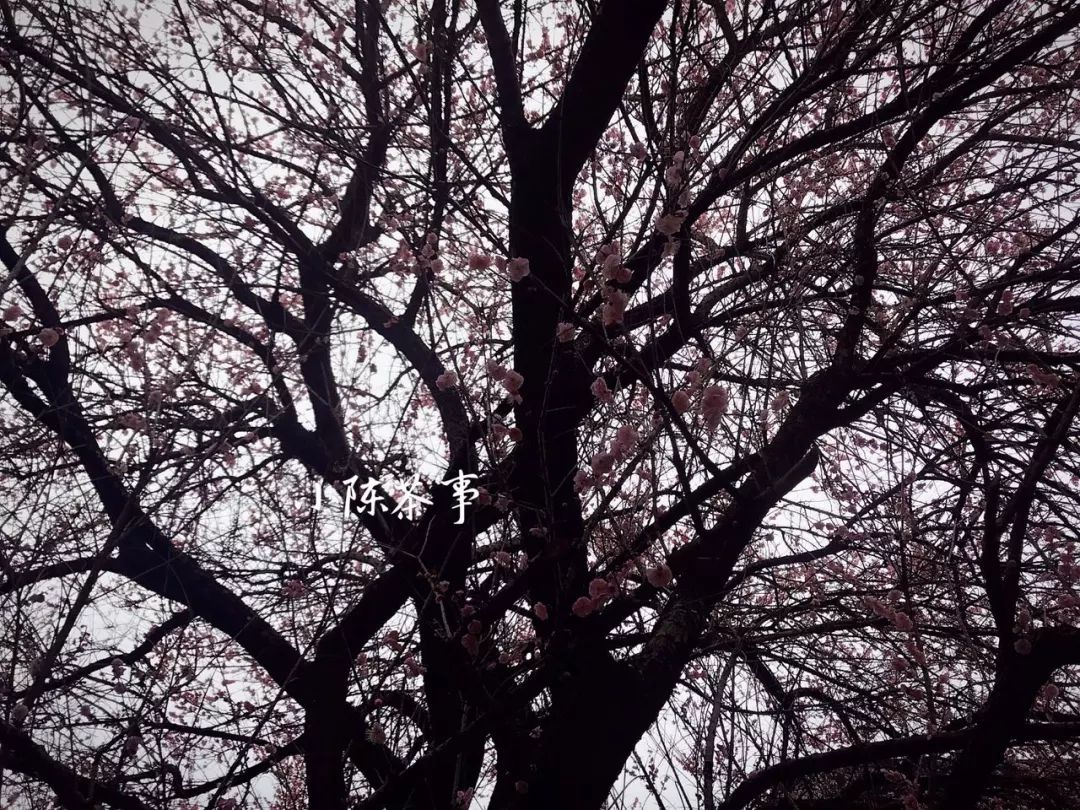 无论到哪里喝茶不能将就,喝茶的人不肯将就