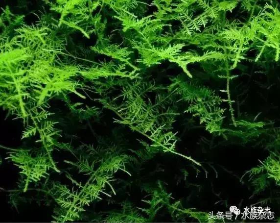 水陆雨林造景价格,水陆雨林造景之苔藓篇