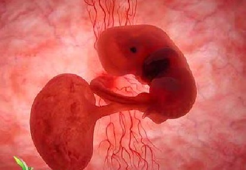 胎儿在母体中的日日夜夜（一）