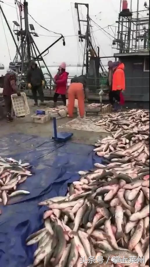 莱州三山岛有什么鱼,莱州三山岛渔港的鱼