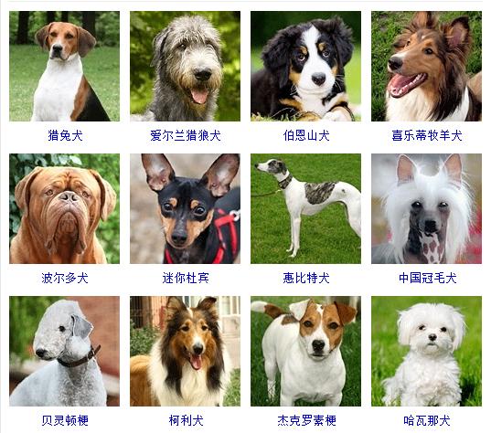 狗狗十大品种大全及图片,狗狗常见品种及图片名称