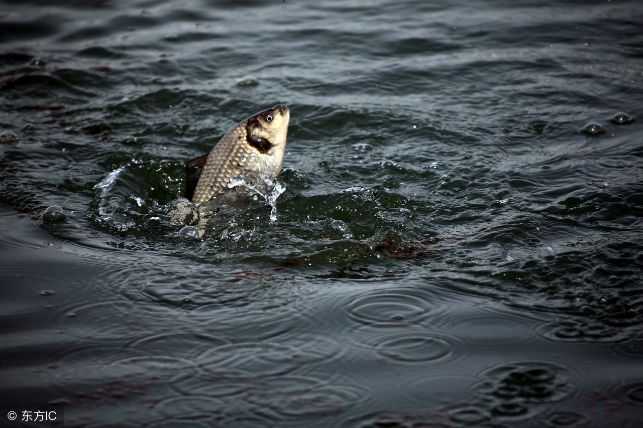 野钓防小鱼的土方法,钓鱼新手遇到小鱼怎么钓