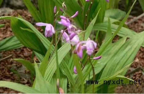 2年苗白芨种植多久才可采收,圆白芨的人工栽培和采收技术
