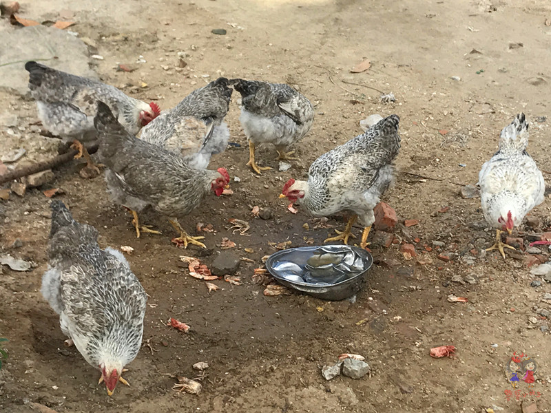 看我国仅次于死海和红海的最咸海区！吃比广东还好吃的烤乳猪！