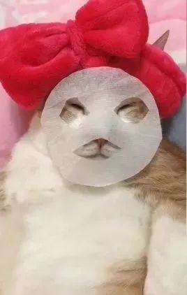 胖猫特别爱美，敷面膜的时候就像是一个小贵妇