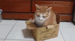 胖猫特别爱美，敷面膜的时候就像是一个小贵妇