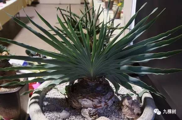 多肉万象最贵的品种,全世界最贵的多肉植物都有哪些