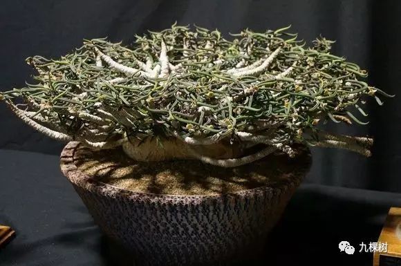 多肉万象最贵的品种,全世界最贵的多肉植物都有哪些