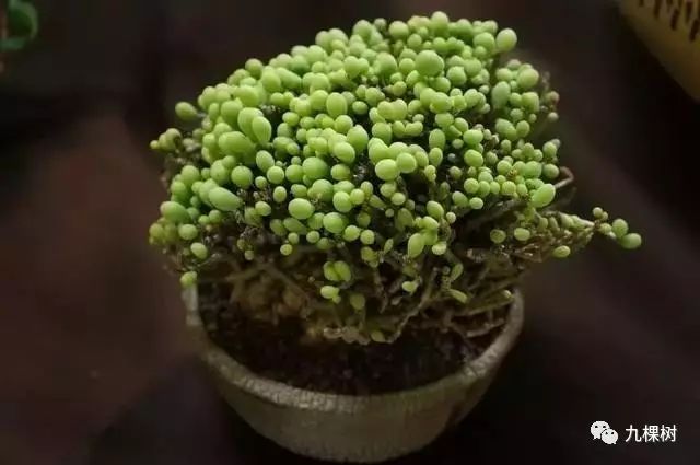 多肉万象最贵的品种,全世界最贵的多肉植物都有哪些