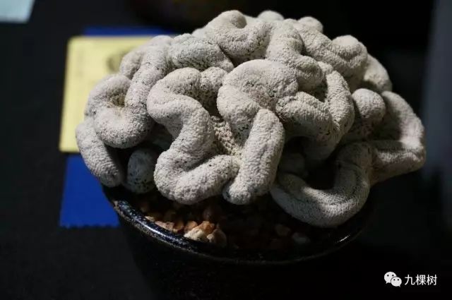 多肉万象最贵的品种,全世界最贵的多肉植物都有哪些