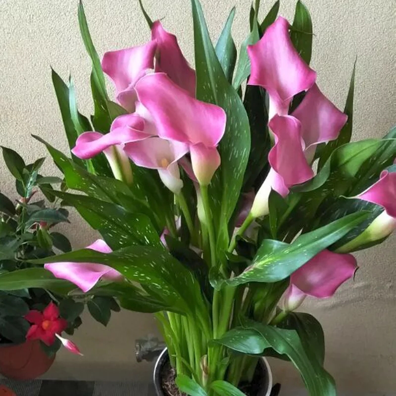 马蹄莲花盆景欣赏,马蹄莲造型图片大全