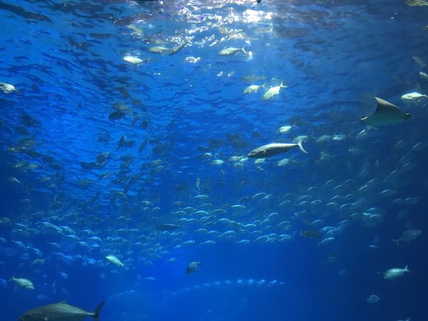 珠海长隆海洋王国宣传片,珠海长隆海洋王国