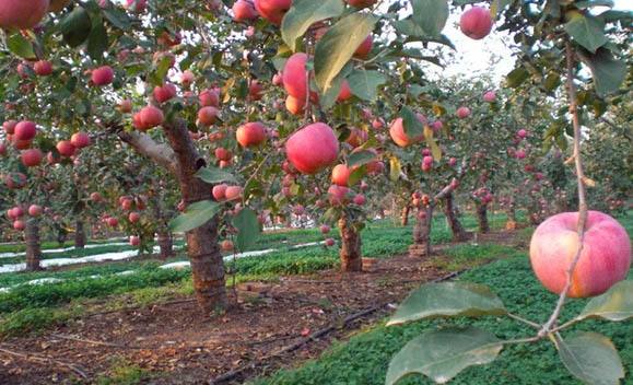 日本创业致富点子,农民致富10个方法