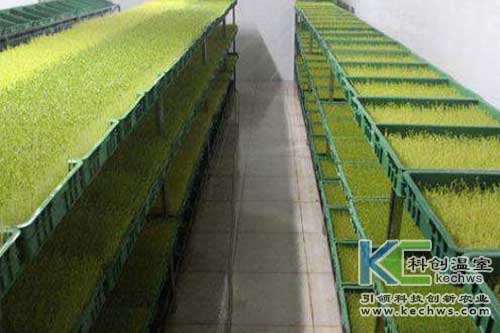 种芽苗菜无土栽培项目,无土芽苗菜生产技术