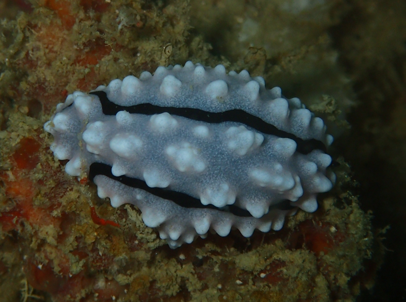 菲律宾科隆群岛游,菲律宾巴拉望科隆群岛自由行