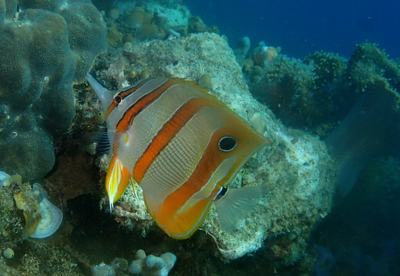 菲律宾科隆群岛游,菲律宾巴拉望科隆群岛自由行