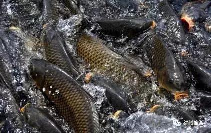 山东淄博特产便于携带送礼,淄博带回家的礼物