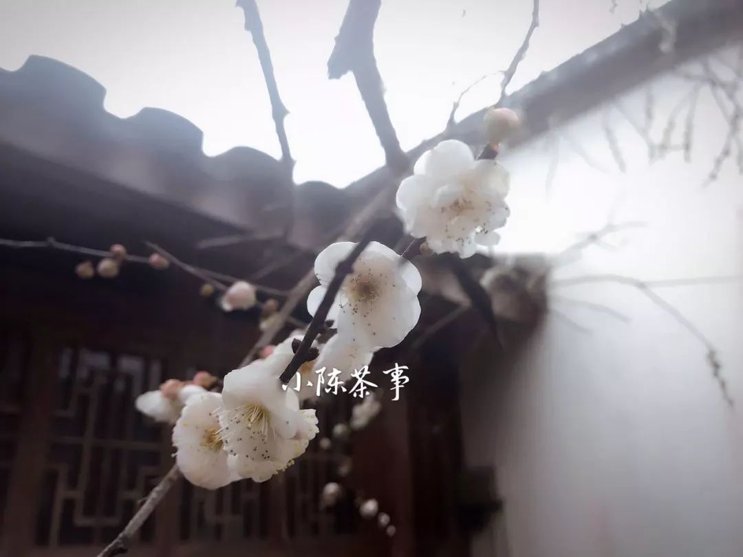 无论到哪里喝茶不能将就,喝茶的人不肯将就