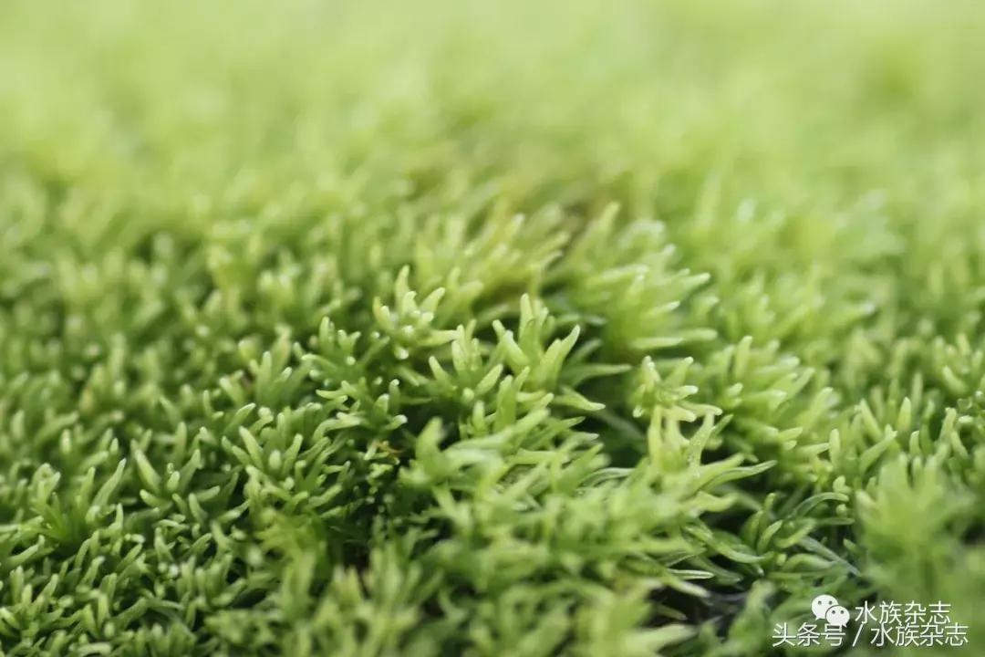 水陆雨林造景价格,水陆雨林造景之苔藓篇