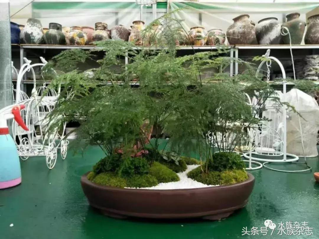 水陆雨林造景价格,水陆雨林造景之苔藓篇