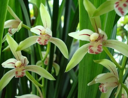 年收入百万的三大生肖女,四大生肖女早年越辛苦晚年越幸福