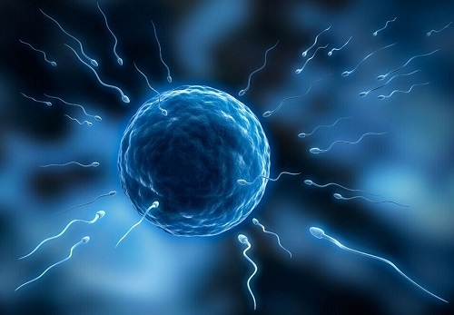 胎儿在母体中的日日夜夜（一）