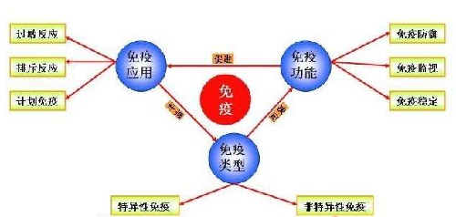 胎儿在母体中的日日夜夜（一）