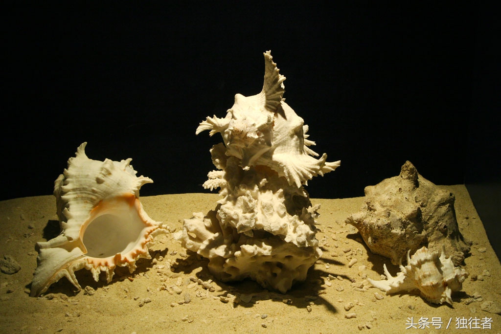 东方夏威夷是指亚龙湾吗,世界三大湾亚龙湾夏威夷