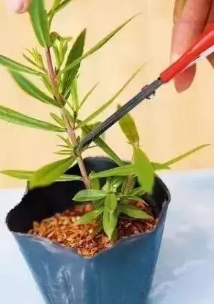 怎么样修剪花最好看,如何修剪花更美观