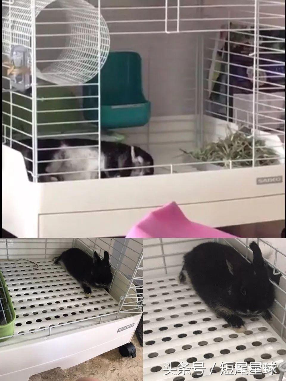 兔兔需要买多大的兔笼,兔兔的专用兔笼